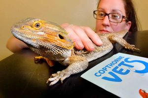 Student vet nurse Jo Clews and 'Toothless'