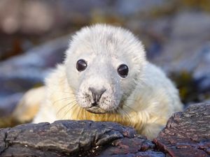 Supporting image for story: World’s longest-running grey seal survey continues on remote Farne Islands