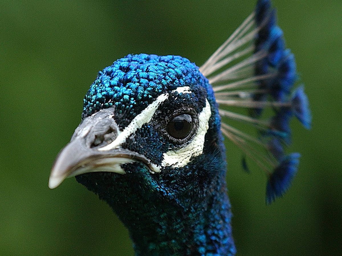 &lsquo;Indefensible&rsquo; that housing charity spent funds on enclosure for two peacocks