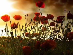 Supporting image for story: Shropshire remembers the fallen: List of Remembrance Day services