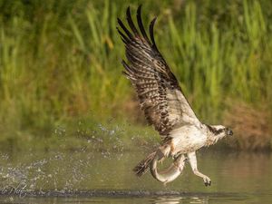 Supporting image for story: Breeding programme sees 200 th osprey hatch 
