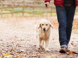 Supporting image for story: Families being warning against puppy farms