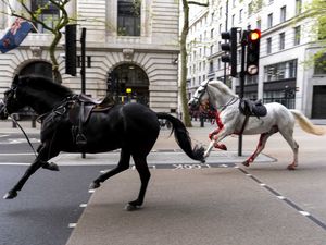 Supporting image for story: Two military horses undergo operations after running loose in London – Army