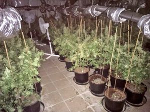 Cannabis at the property. Photo: @WellingtonCops