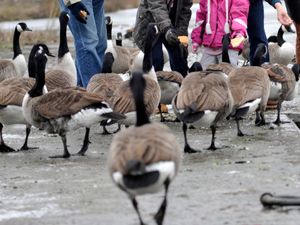 Supporting image for story: Bird flu outbreak confirmed at Sandwell Valley nature reserve 