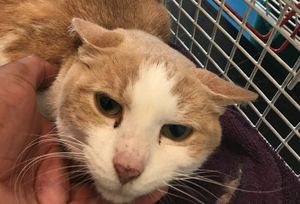The cat has received treatment and is doing much better