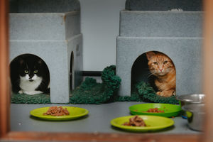 Five feral cats are in desperate need of a home from Shropshire Cat Rescue