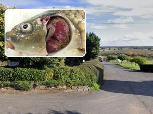 Supporting image for story: 'This is our worst nightmare': South Shropshire fishing pools closed amid outbreak of serious fish disease
