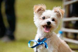 SOUTH COPYRIGHT SHROPSHIRE STAR JAMIE RICKETTS 28/07/2024 - Ludlow Dog Day held at Stokesay Court in Craven Arms. In Picture: Marley - 12 year old - The Bichon Yorkie is a hybrid breed created by crossing a Bichon Frise and a Yorkshire Terrier.