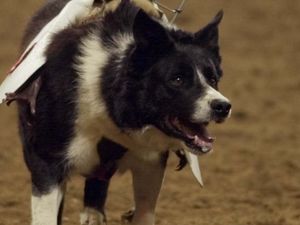 Supporting image for story: Pensioner ordered to keep pet dog under control after it injures woman