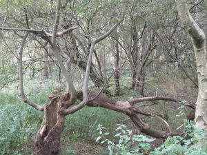 Supporting image for story: Family pay tribute to 'kind and generous' mother found on Cannock Chase