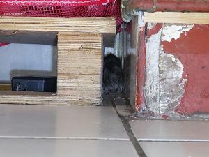 Supporting image for story: Stourbridge Indian takeaway fined £10,000 after rat pictured in food storeroom