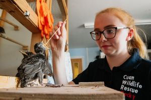 LAST COPYRIGHT SHROPSHIRE STAR JAMIE RICKETTS 22/06/2022 - Cuan Wildlife Rescue have been having a challenging time with donations. They are still busy with intake of birds etc, but desperately need help with food, supplies and drivers, even with the cost of living. In Picture: Becky Lewis feeding starlings.