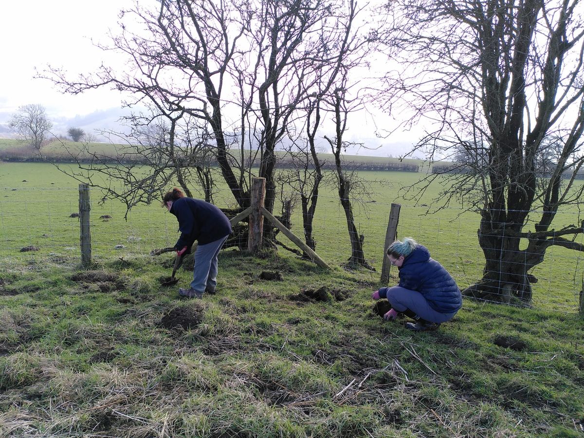 Radnorshire Wildlife Trust project begins nature recovery at Pentwyn Farm