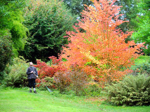 Supporting image for story: Why annual show of autumn leaves will be a different this year