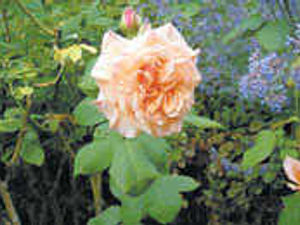 Supporting image for story: Flowering shrubs a sight to behold