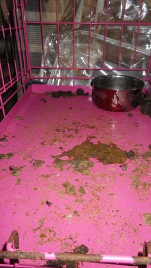 Photo: Little Meadow Animal Rescue/ RSPCA