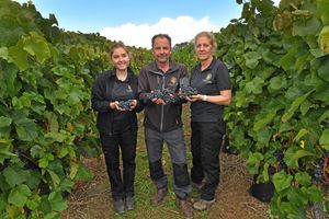 Harvest time at Halfpenny Green Wine Estate, Bobbington, and it looks like it may have been a bumper year. L-R: Imogen, Clive and Lisa Vickers