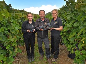 Supporting image for story: 'It's a bumper year!' Halfpenny Green vineyard in West Midlands predicts a record grape harvest after Britain's baking summer