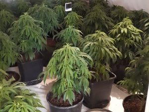 Supporting image for story: Two arrests after cannabis plants found in Shrewsbury house