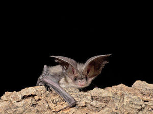 Supporting image for story: Negligent builder fined for damaging or destroying rare bat breeding site 
