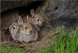 Roger Walford  and First Time Out of the Burrow 