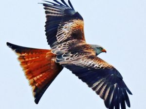 Supporting image for story: Shropshire's birdwatchers all aflutter at influx of beautiful once-rare red kites