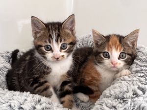 Supporting image for story: Stray cat saves kittens from danger before being killed on road