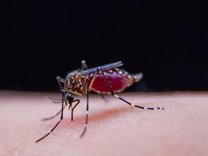 Supporting image for story: New vaccine could lead to ‘really serious’ attempt to eradicate malaria