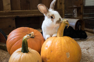 Most of the animals will be snug and warm indoors but visitors will still get to see them