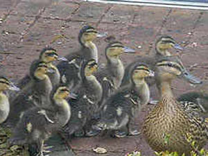 Supporting image for story: Ducklings killed by 'heartless yobs'