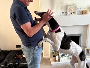 Supporting image for story: Oaks champion Druids Say Go thriving in retirement with new family