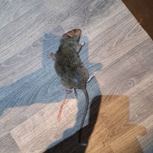 A number of rats have appeared at the home in recent weeks.