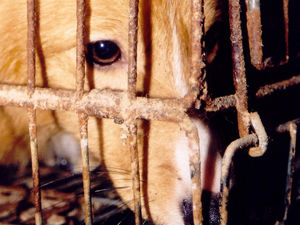 Supporting image for story: Why do we allow cruelty of dog fighting to continue?