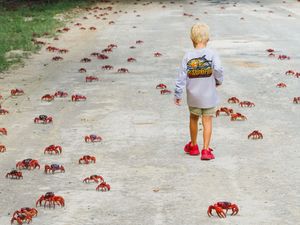 Supporting image for story: Tens of millions of red crabs begin annual migration on Christmas Island