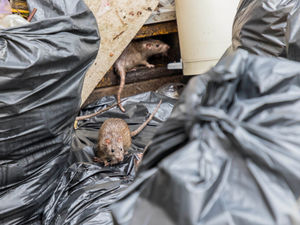 Supporting image for story: Coronavirus: Householders urged to be vigilant to prevent pest problems