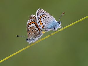 Silver Studded Blues Pairing by Norman O'Neill