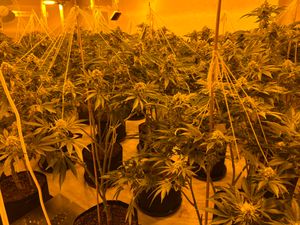 Supporting image for story: More than 200 cannabis plants seized in Oldbury drugs raid