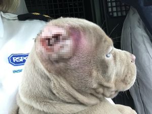 Bulldog Zena's ears were cropped 