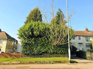 Supporting image for story: Neighbours in 17-year row over conifers at Cannock house