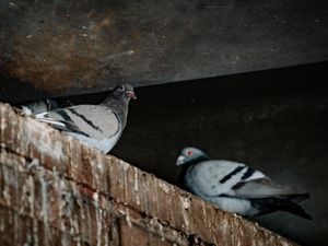 Pigeons in Castle Foregate near Shrewsbury railway station