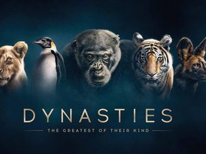 Supporting image for story: Sir David Attenborough’s Dynasties will be shown in ultra HD on iPlayer after broadcast