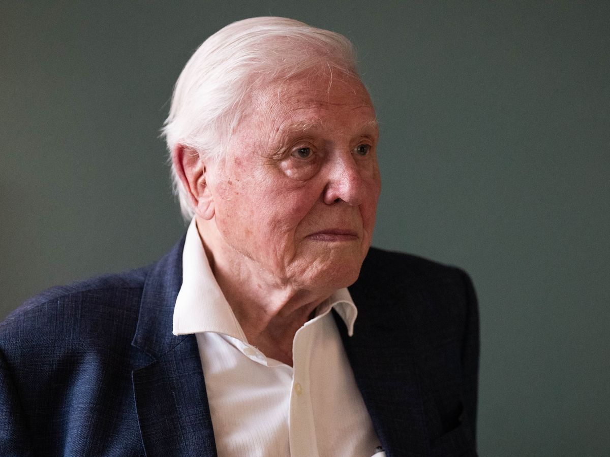Sir David Attenborough breaks record as oldest Daytime Emmy winner at 99