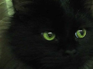 Supporting image for story: Animal cruelty cases on the rise in Shropshire