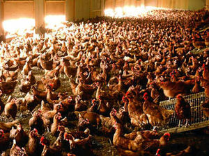 Supporting image for story: Shropshire's egg producers facing tough times