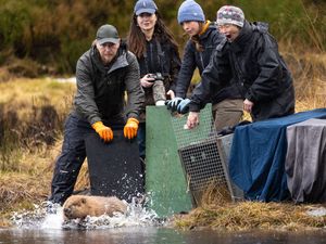 Supporting image for story: More beavers released in Highland glen in ‘wildlife success story’