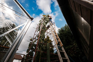 Andrew Florendine from Shrewsbury has grown a 20ft sunflower in his garden