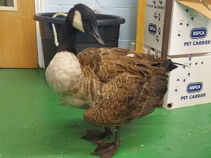 Supporting image for story: Shropshire charity in wildlife crime call after children break goose's wing