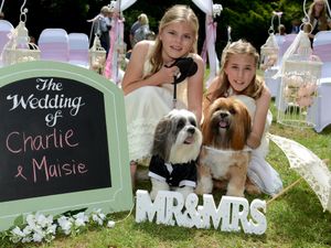 Supporting image for story: 'I chew': Dogs exchange bow wows at Shropshire wedding - with pictures