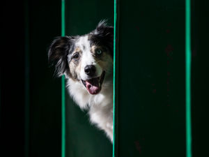 Supporting image for story: Crufts 2017: Watch day two LIVE